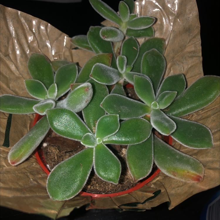 Mexican Firecracker succulent plant with thick, green leaves in a pot.