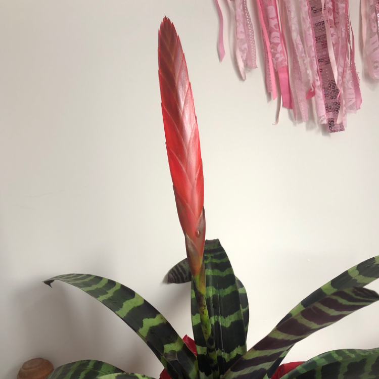 Flaming Sword Bromeliad with red inflorescence and green striped leaves.