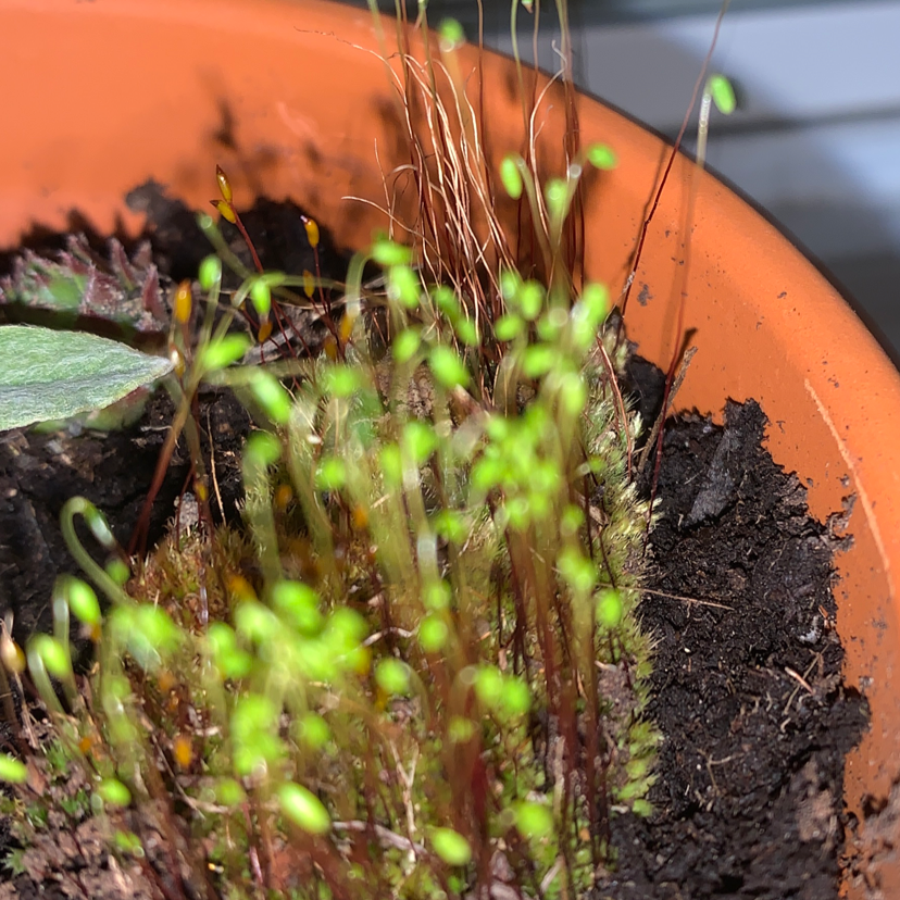 Plant care for Common Bladder Moss on Greg, the plant care app