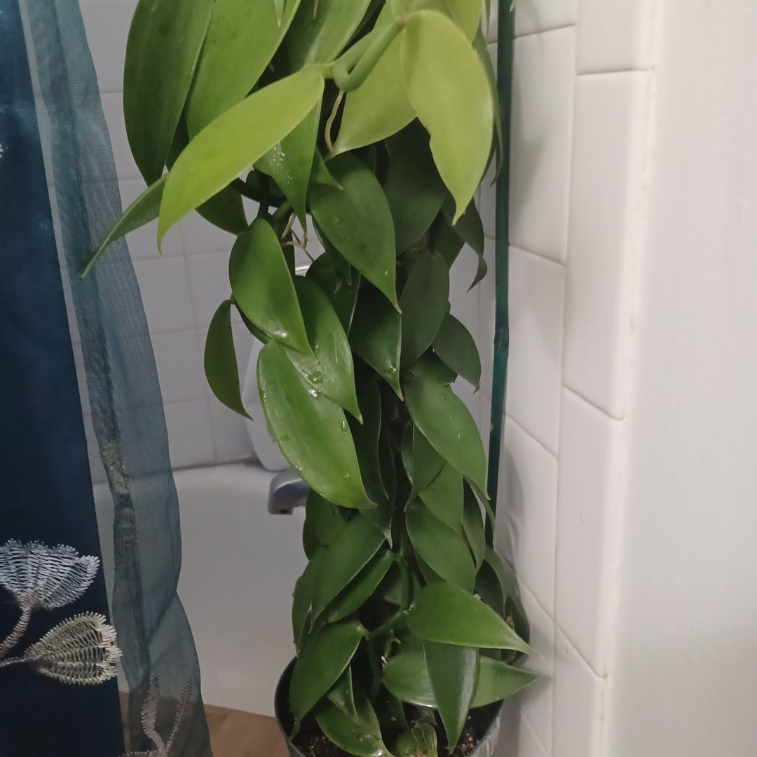 Healthy Flat Leafed Vanilla plant with broad, green leaves in a pot indoors.