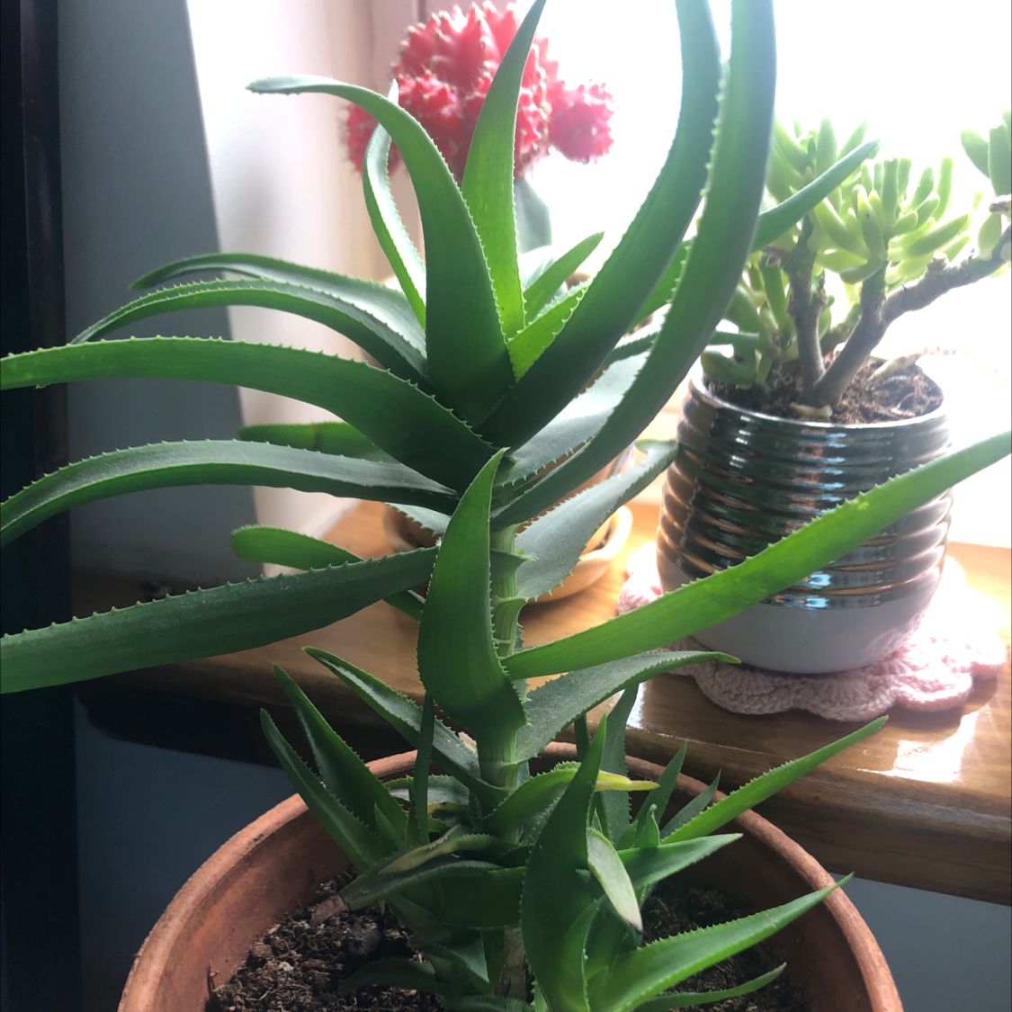 Photo of the plant species Climbing Aloe by Abi named big guy aloe on Greg, the plant care app