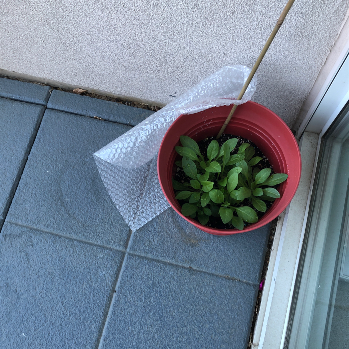 Potted Million Bells plant with healthy green leaves on a tiled floor.