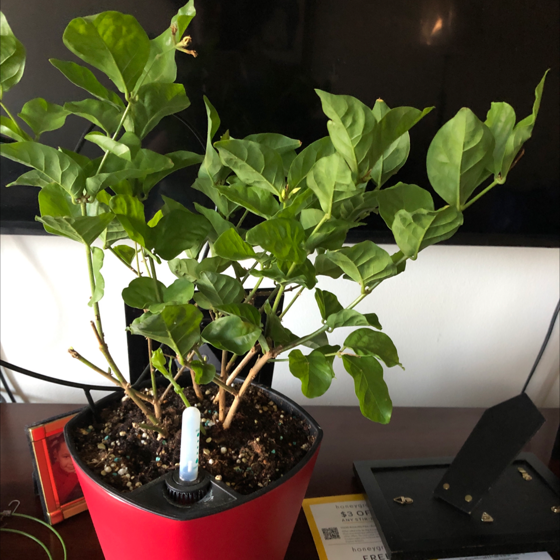 Healthy, thriving Arabian Jasmine plant with lush green foliage and no signs of disease, potted in a red planter indoors.