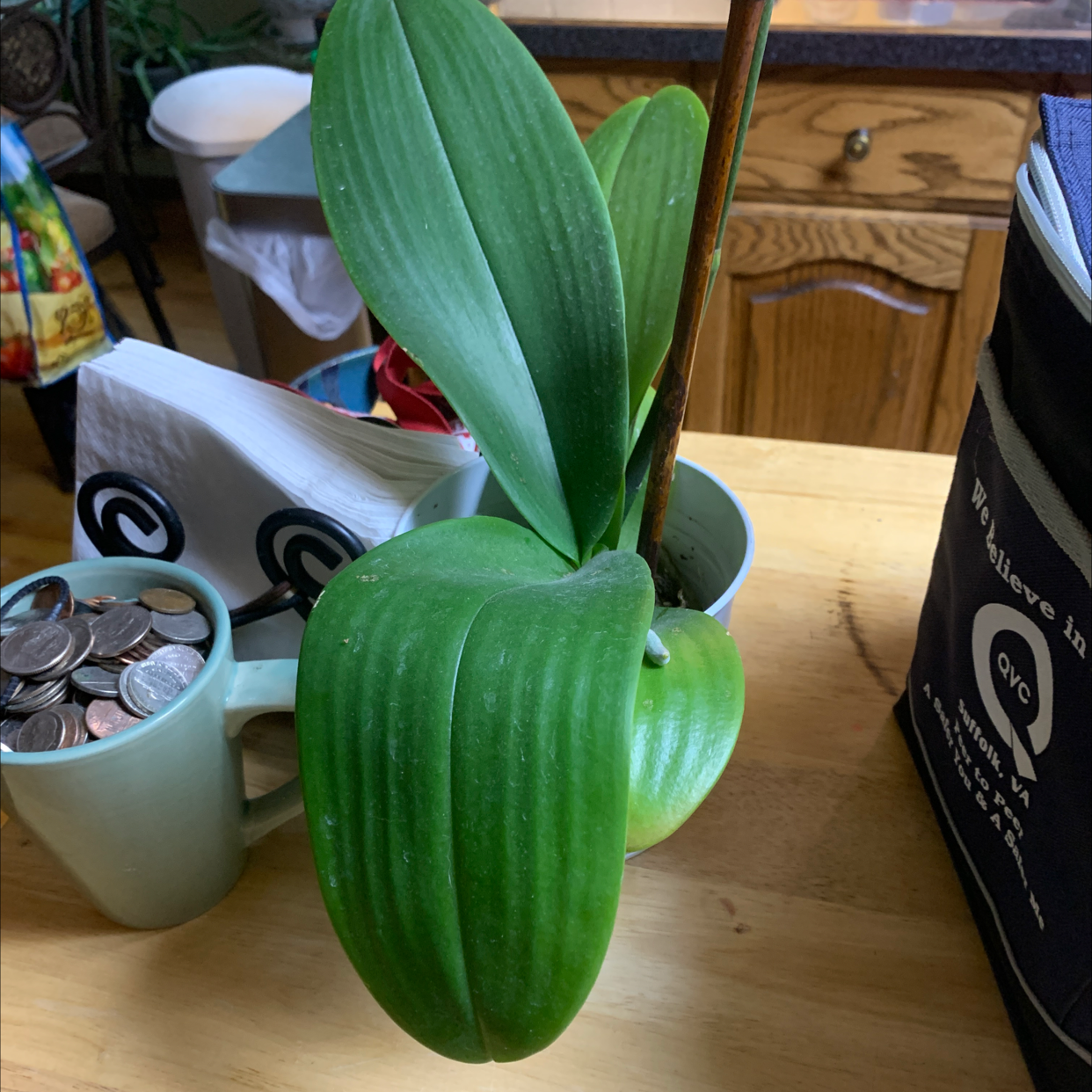 Bush Lily plant with broad, green leaves in an indoor container.