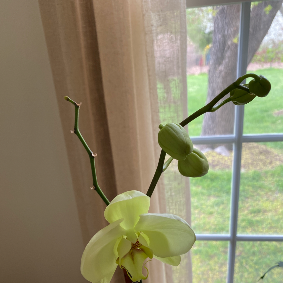 Close-up of a single healthy light green Phalaenopsis orchid flower in front of a window, stem arching gracefully.