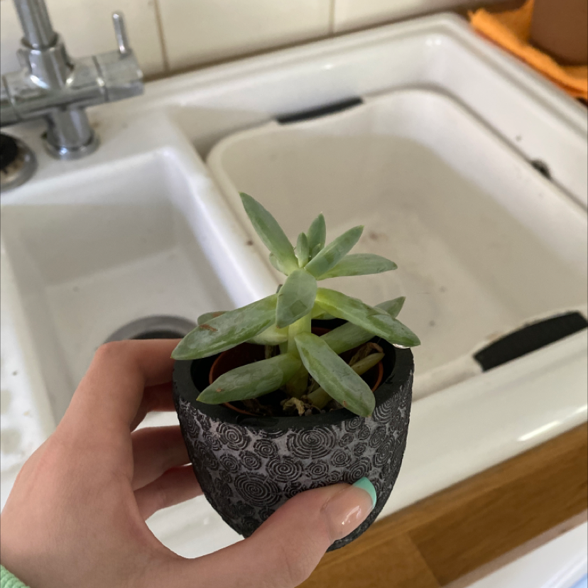Echeveria 'Arrow Setosa' succulent in a decorative pot, held by a hand, with a sink in the background.