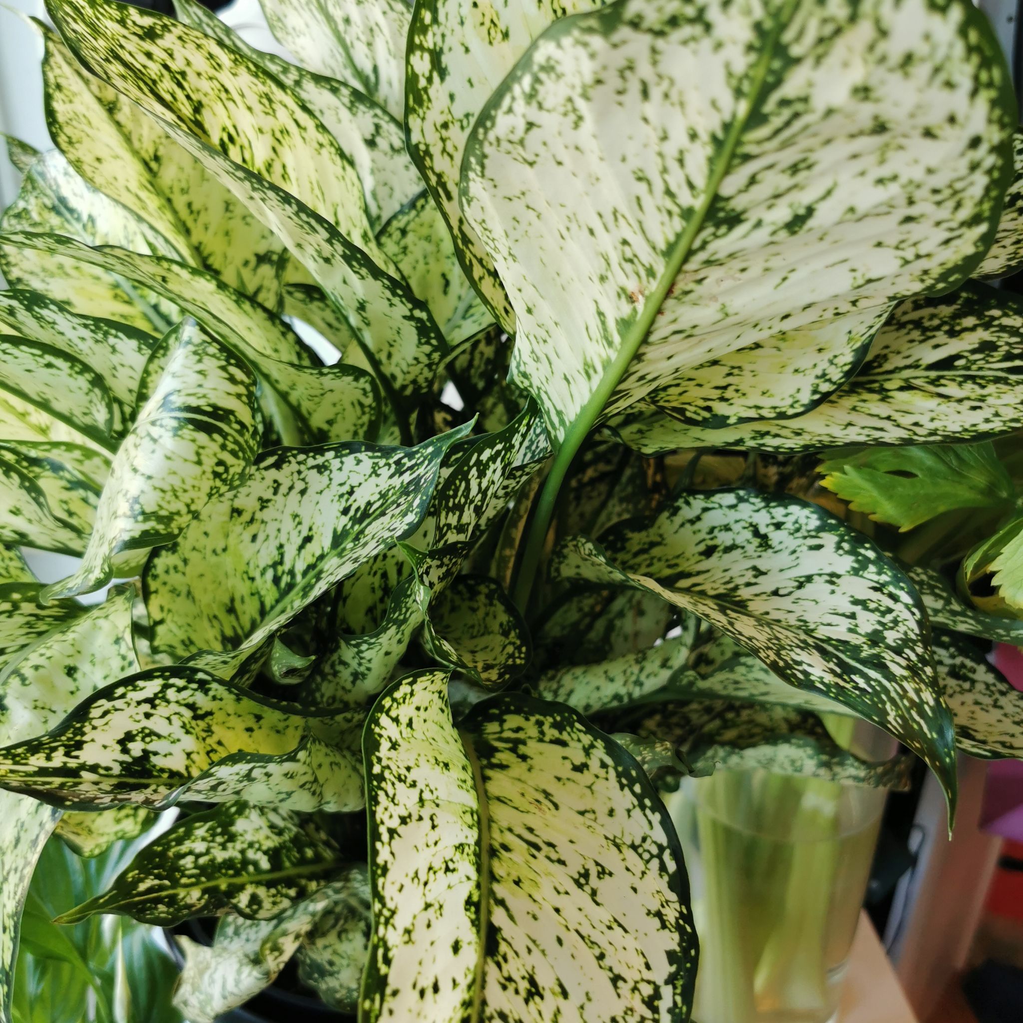 Aglaonema 'Spring Snow' plant with variegated green and white leaves.