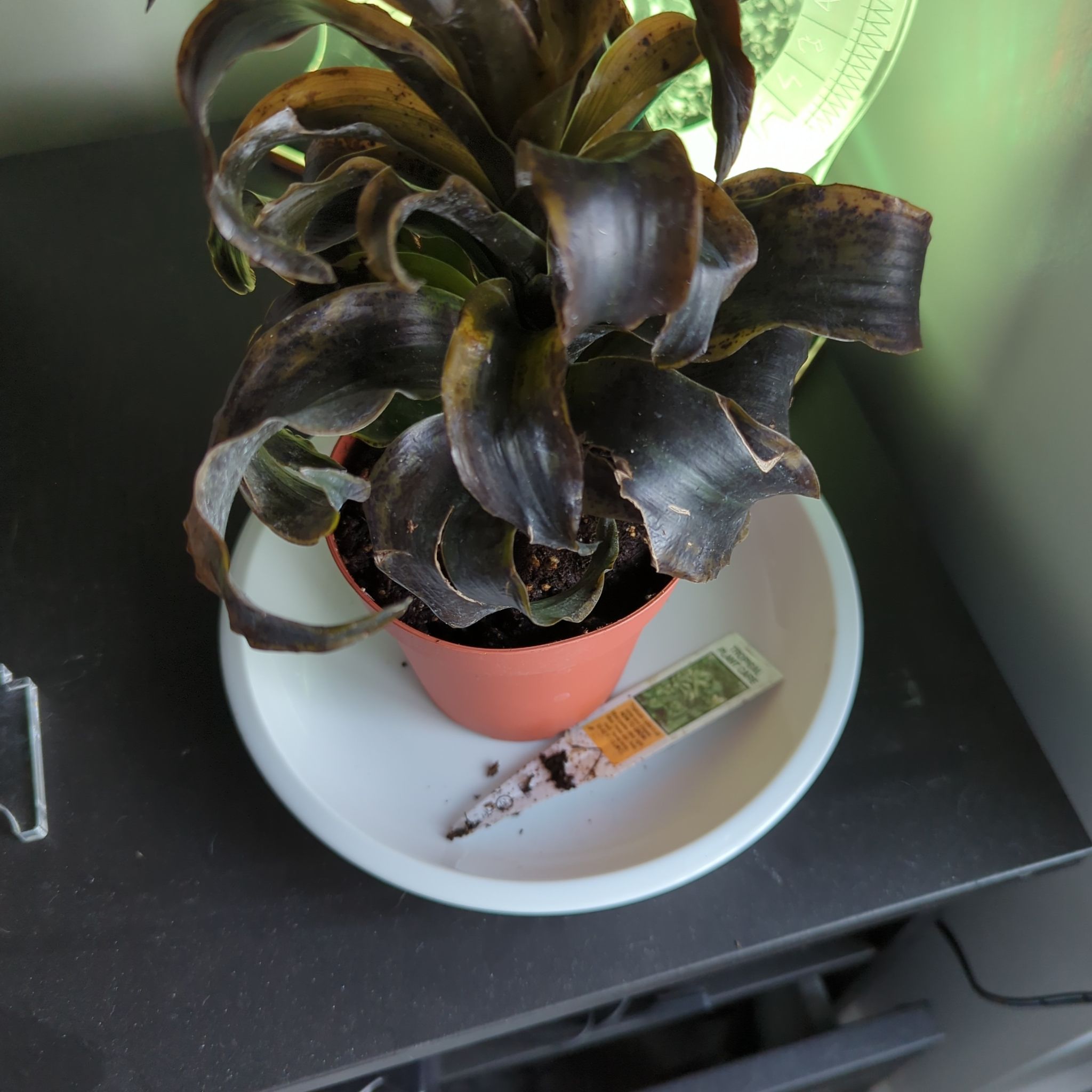 Potted Twister plant with dark, curled leaves showing browning and yellowing, placed on a white dish.