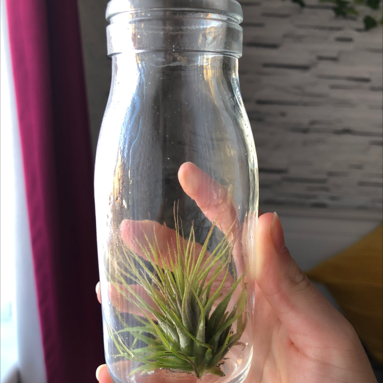 Shirley Temple Air Plant inside a clear glass container, held by a hand.