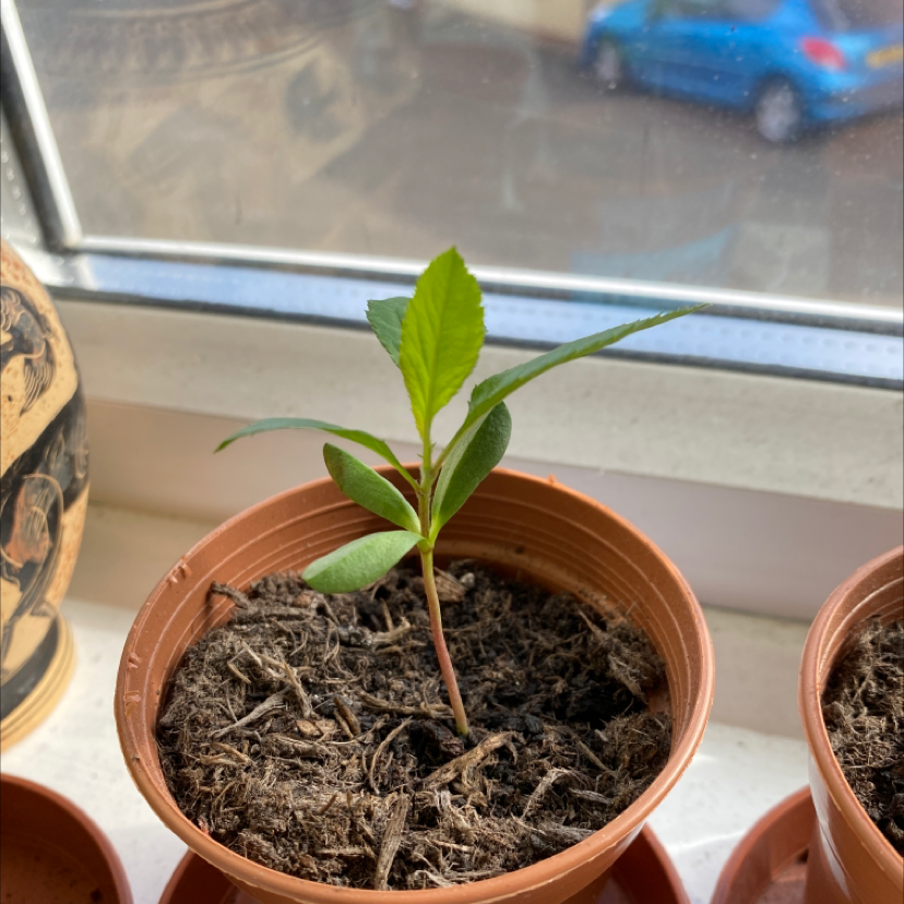 Young apple plant in a small pot on a windowsill with visible soil.