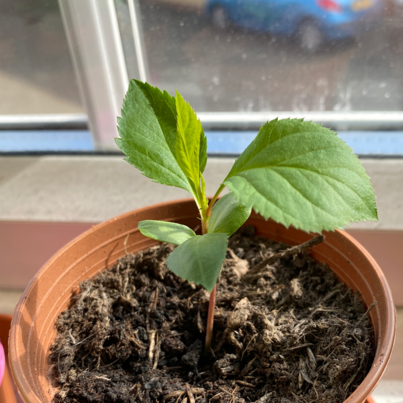 Young apple plant in a small pot with healthy green leaves and visible soil.