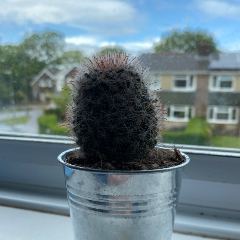 Correll's Hedgehog Cactus in a metal pot on a windowsill with houses and trees in the background.