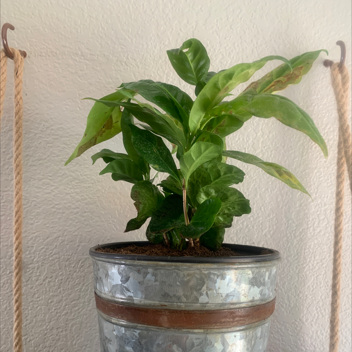 Arabian Coffee Plant plant photo by @Bre named Cappuccino on Greg, the plant care app.