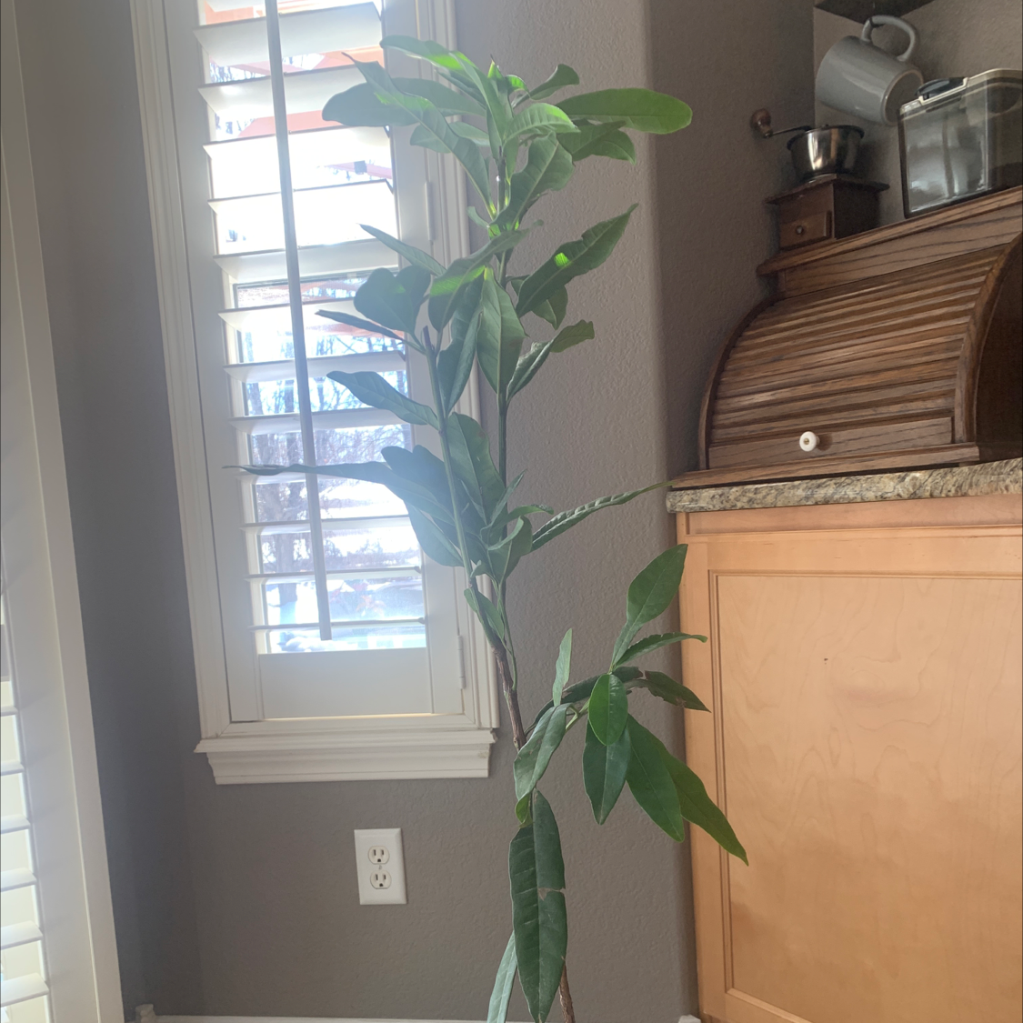 Photo of the plant species allspice by @Bre named Victoria on Greg, the plant care app