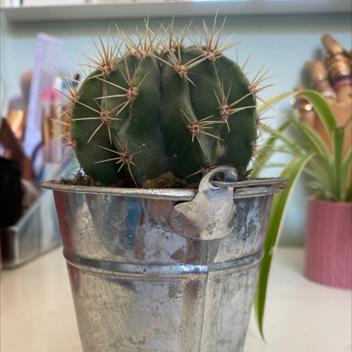 Sonora Barrel cactus in a metal pot, healthy and well-framed.
