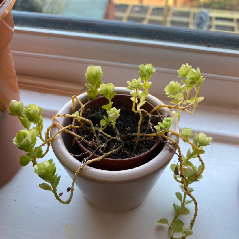 Potted Two-Row Stonecrop plant on a windowsill with some yellowing stems.