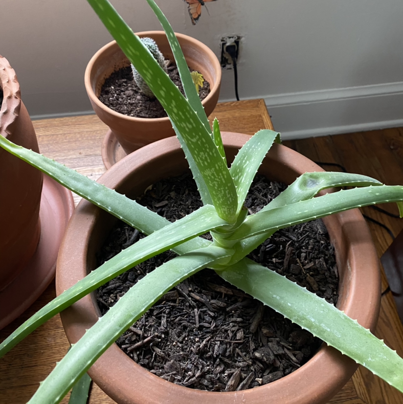 Aloe vera plant photo by @aloeyouveramuch named al on Greg, the plant care app.