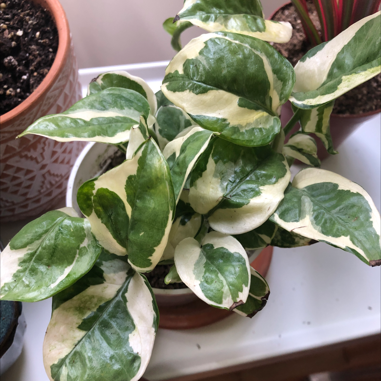 Pothos N' Joy plant photo by @Agatha named Bigout on Greg, the plant care app.