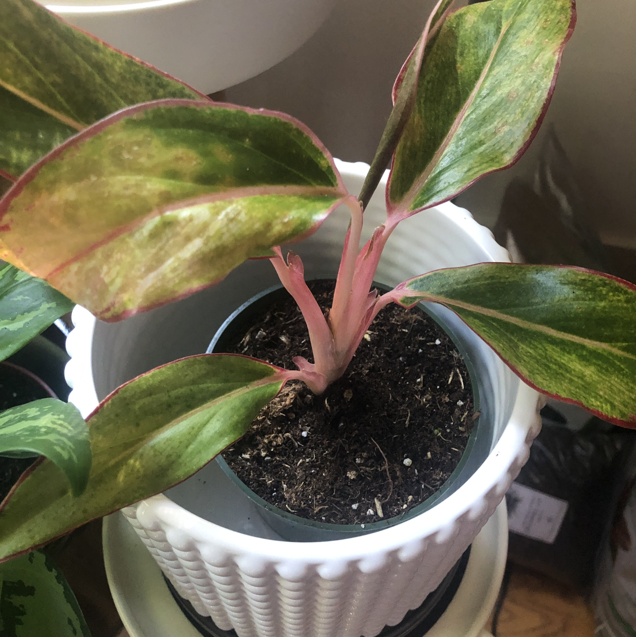 Red Siam Aurora Aglaonema plant photo by @Agatha named Aglae on Greg, the plant care app.