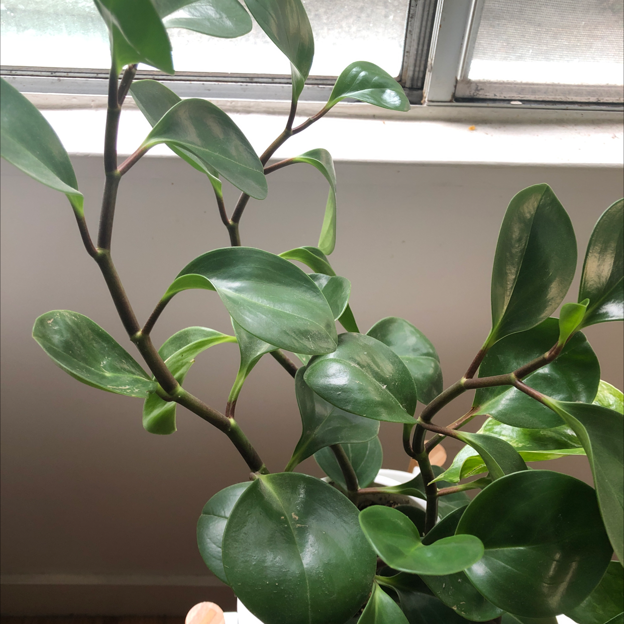 Baby Rubber Plant plant photo by @Agatha named Pepi on Greg, the plant care app.