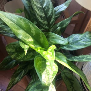 Chinese Evergreen plant photo by Agatha named Greenie on Greg, the plant care app.