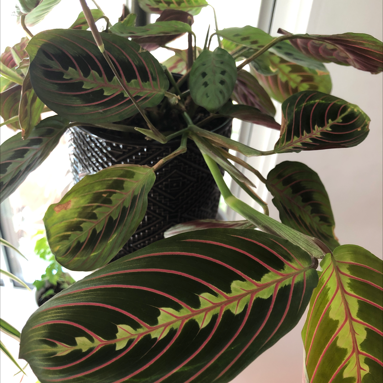 Green Prayer Plant plant photo by @Agatha named Cala on Greg, the plant care app.