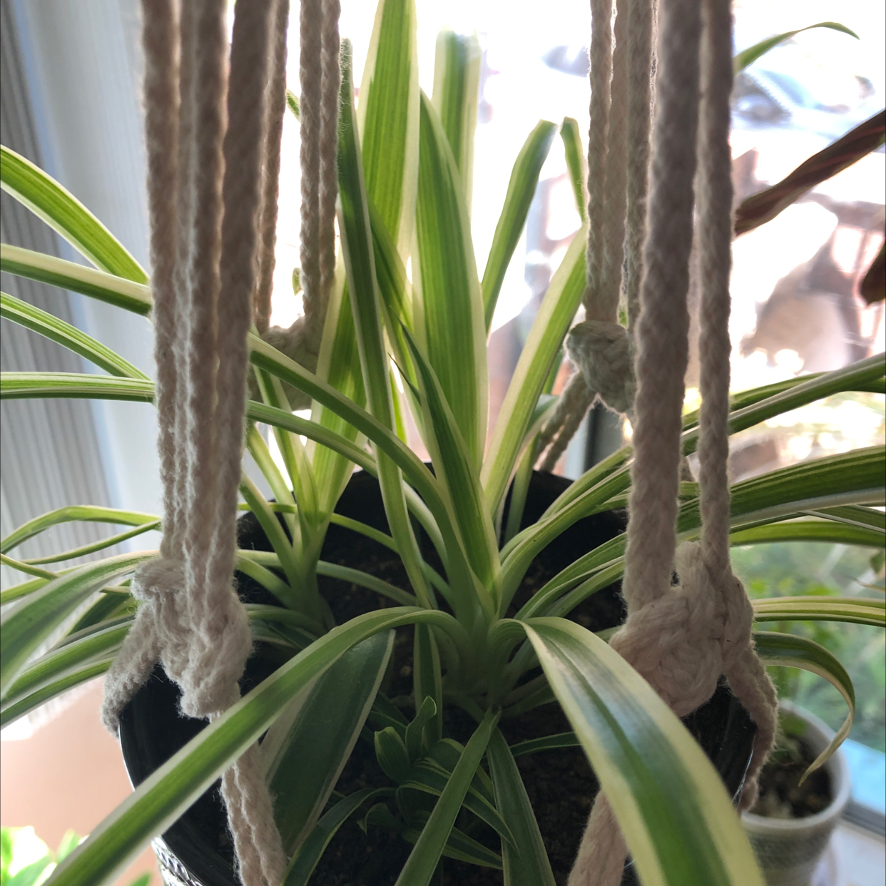 Spider Plant plant photo by @Agatha named Big Spidy on Greg, the plant care app.