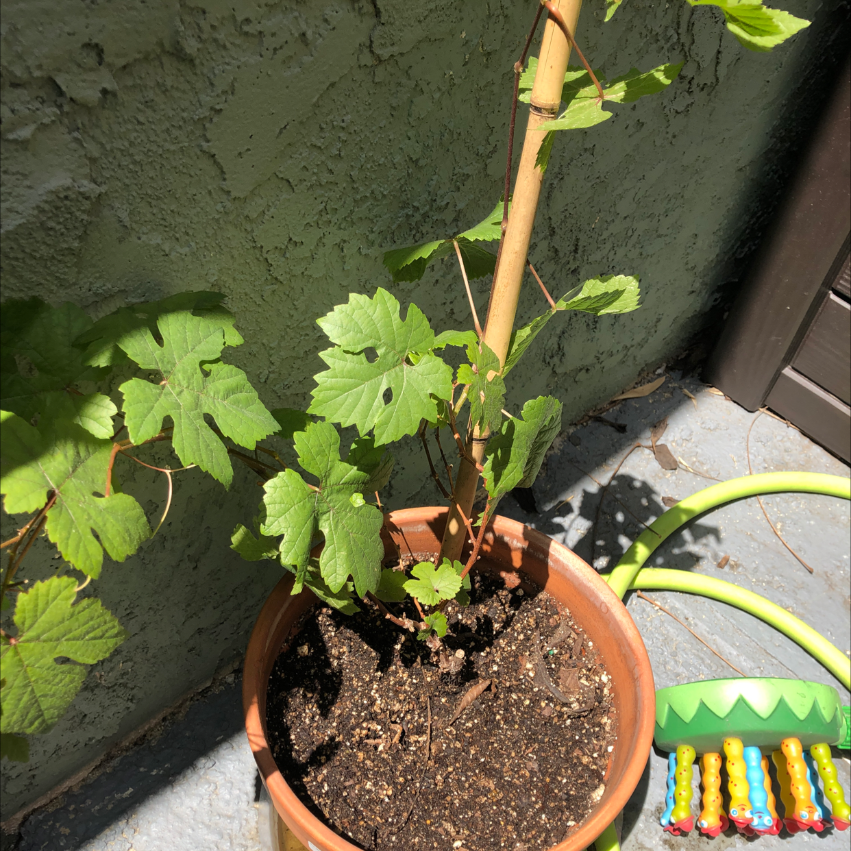 Mars Seedless Grape Vine plant photo by @Agatha named Grapie on Greg, the plant care app.