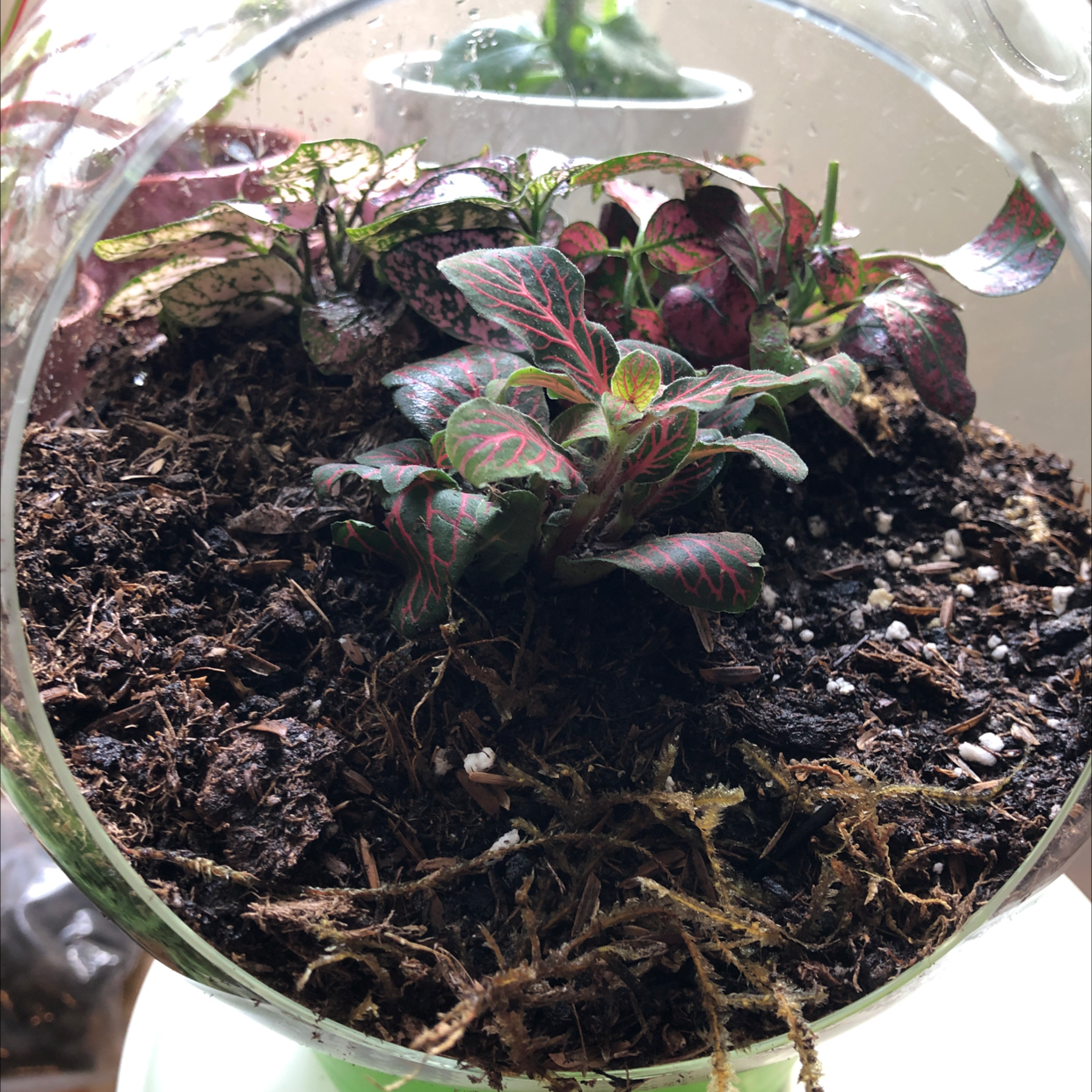 Polka Dot Plant plant photo by @Agatha named Terrarium on Greg, the plant care app.