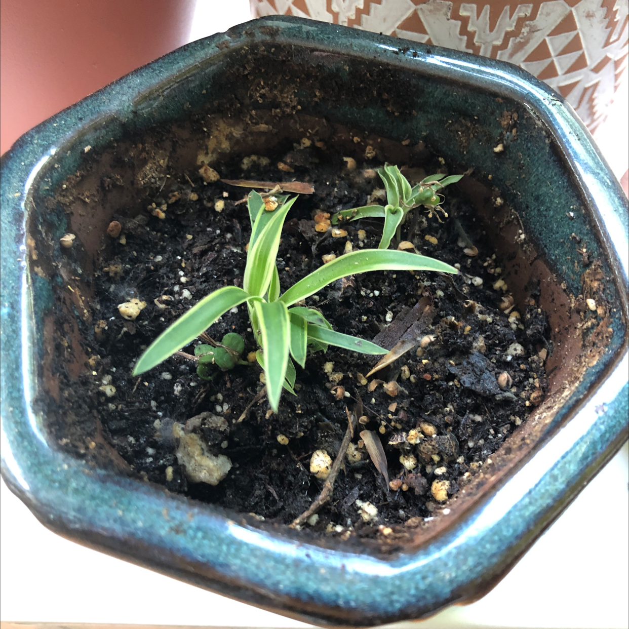 Spider Plant plant photo by @Agatha named Baby Spidy on Greg, the plant care app.