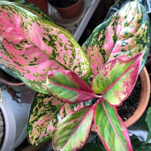 Chinese Evergreen plant photo by Agatha named Aglaes on Greg, the plant care app.