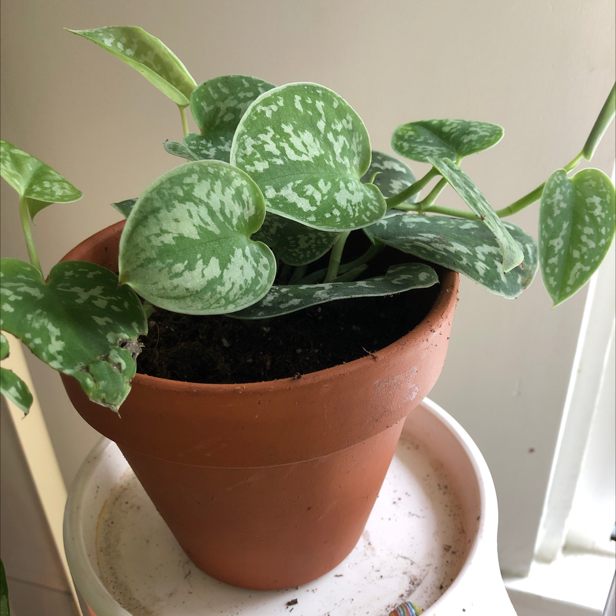 Satin Pothos plant photo by @Agatha named Satin on Greg, the plant care app.