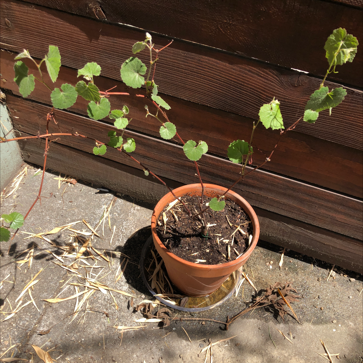 California Wild Grape plant photo by @Agatha named Cali on Greg, the plant care app.