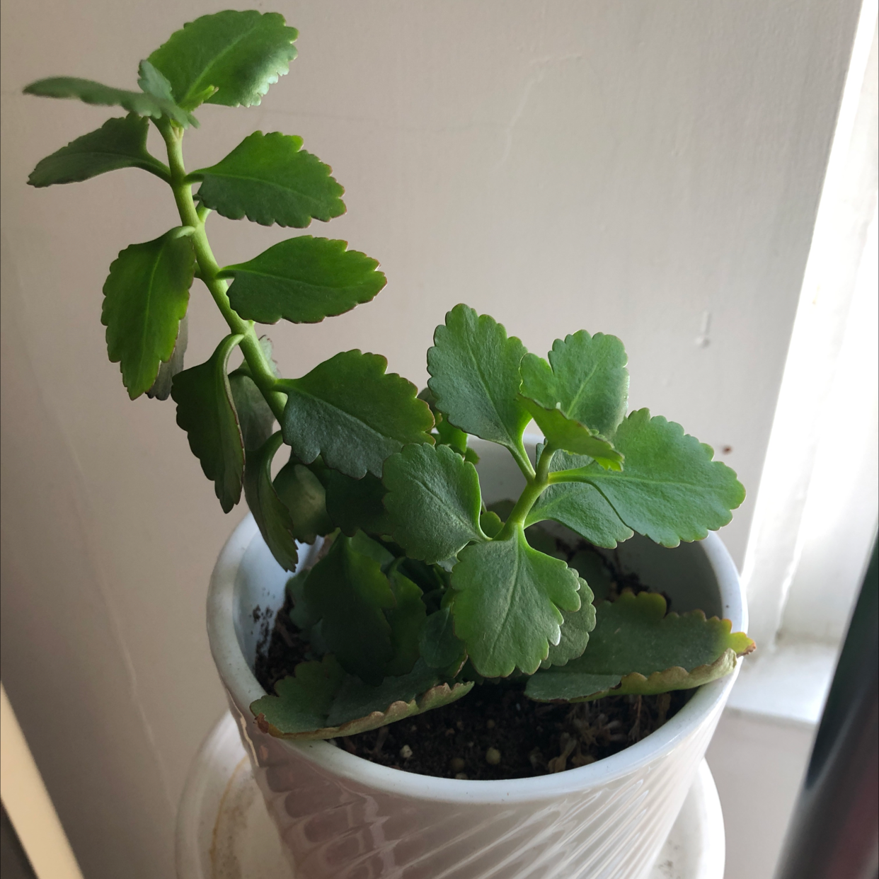 Florist Kalanchoe plant photo by @Agatha named Kal on Greg, the plant care app.