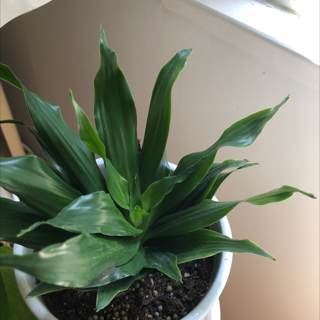 Dracaena 'Janet Craig Compacta' plant photo by @Agatha named Bucky on Greg, the plant care app.