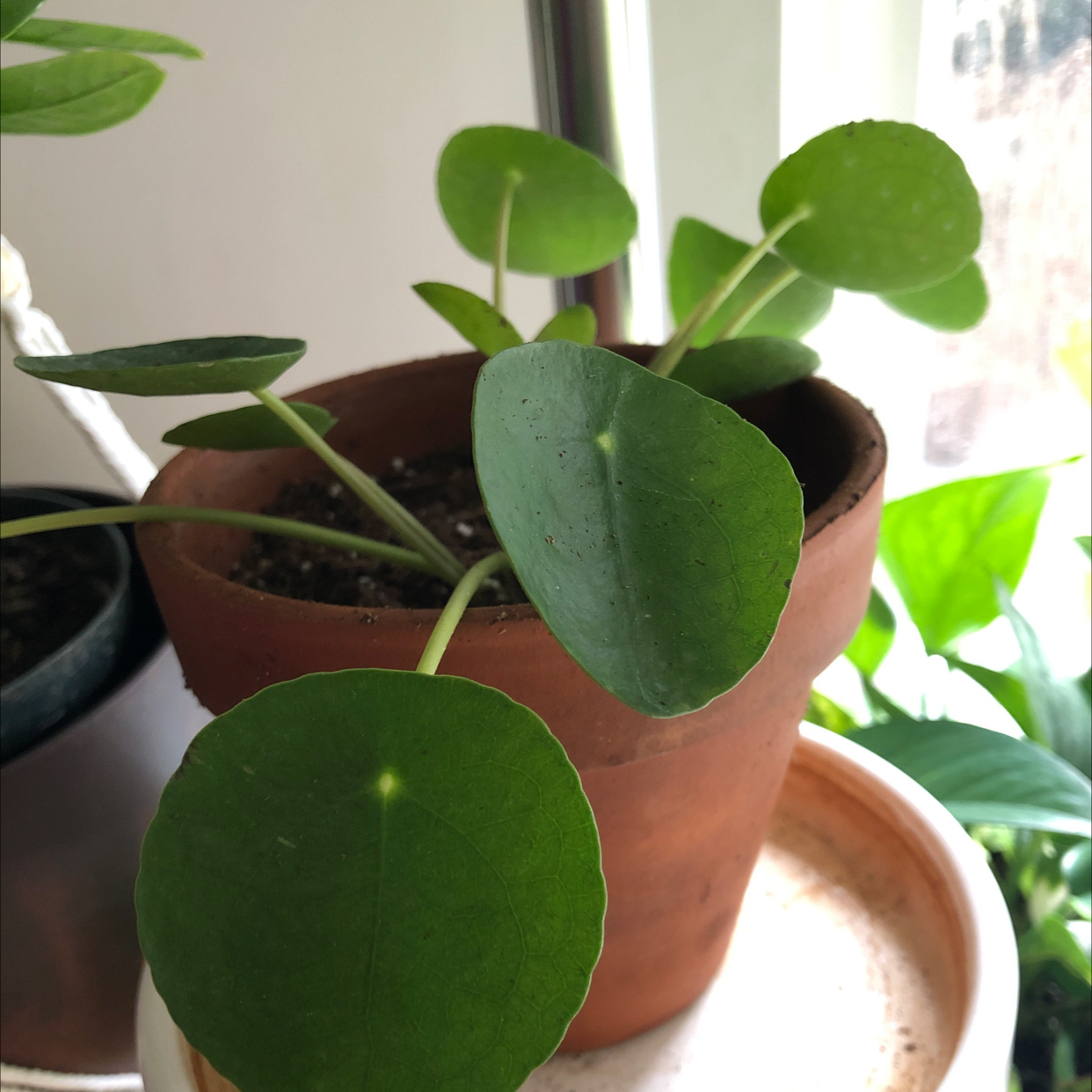Chinese Money Plant plant photo by @Agatha named 1BB on Greg, the plant care app.