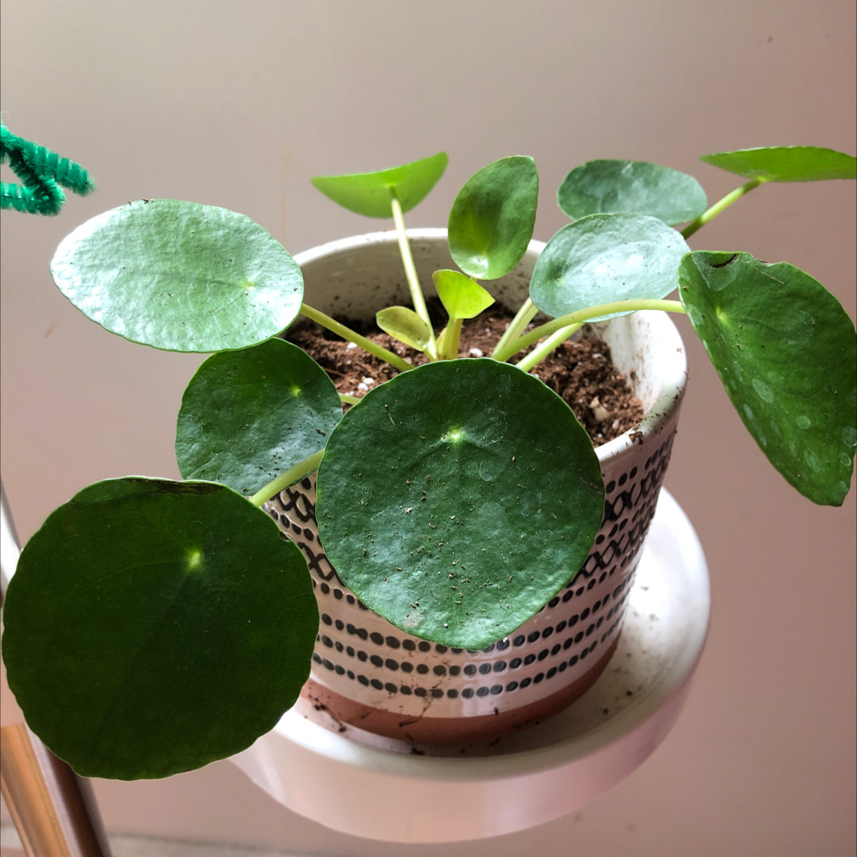 Chinese Money Plant plant photo by @Agatha named 2BB on Greg, the plant care app.