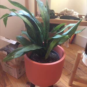 Cast Iron Plant plant photo by @Agatha named Milky on Greg, the plant care app.