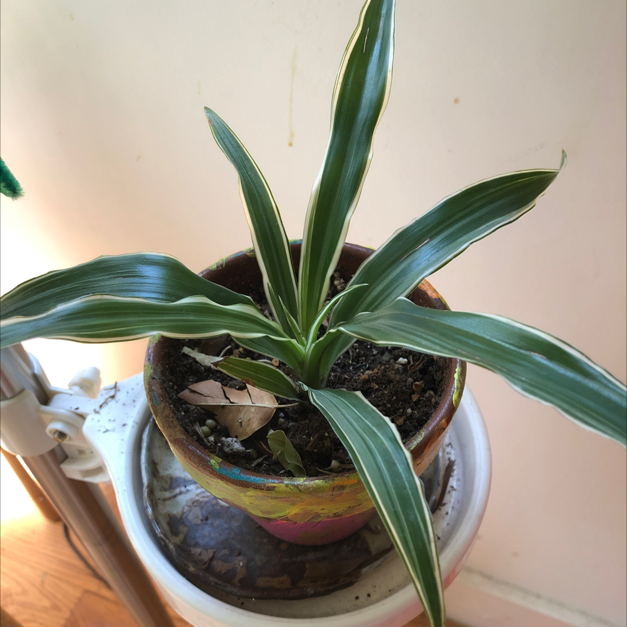 Cornstalk Dracaena plant photo by @Agatha named Tico’s pot plant on Greg, the plant care app.