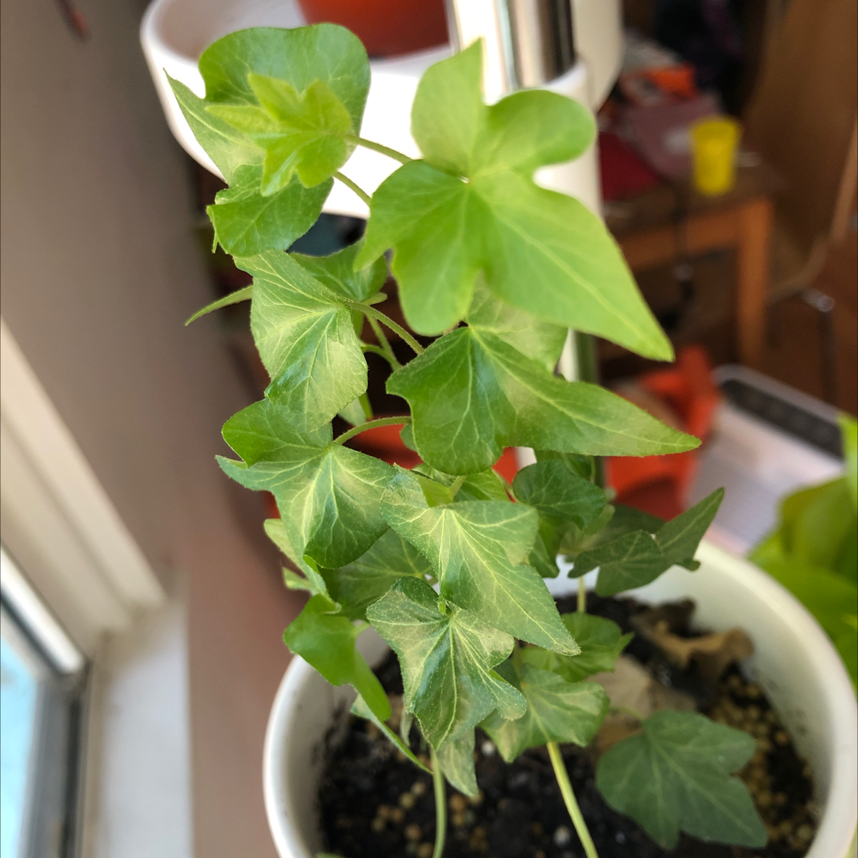English Ivy plant photo by @Agatha named Ivy on Greg, the plant care app.