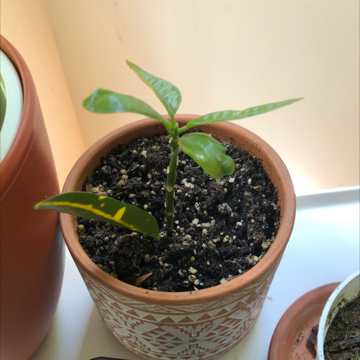 Gold Dust Croton plant photo by @Agatha named Crotte on Greg, the plant care app.
