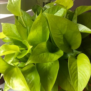 Neon Pothos plant photo by @Agatha named Neo on Greg, the plant care app.