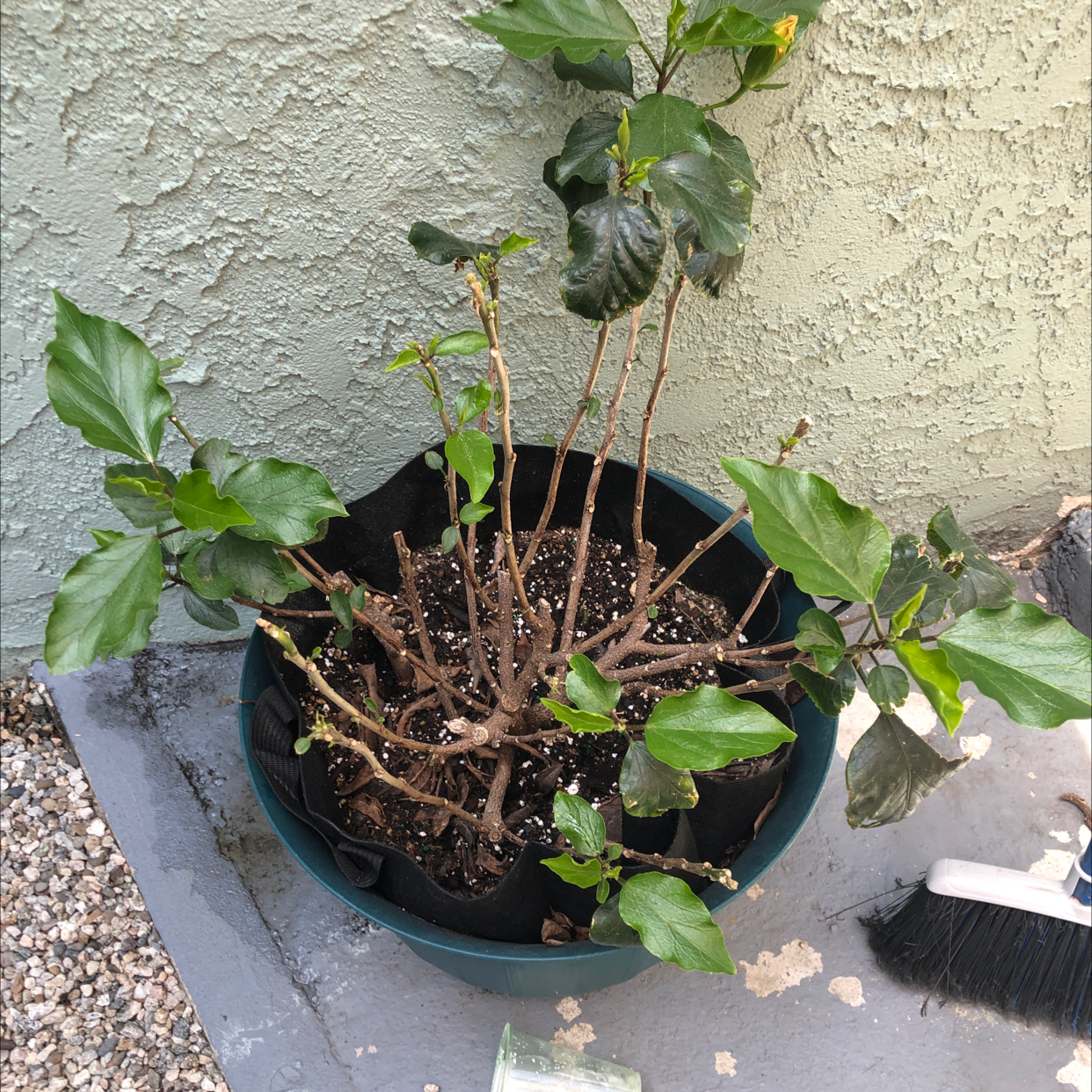 Rose Mallow plant photo by @Agatha named Hibi on Greg, the plant care app.