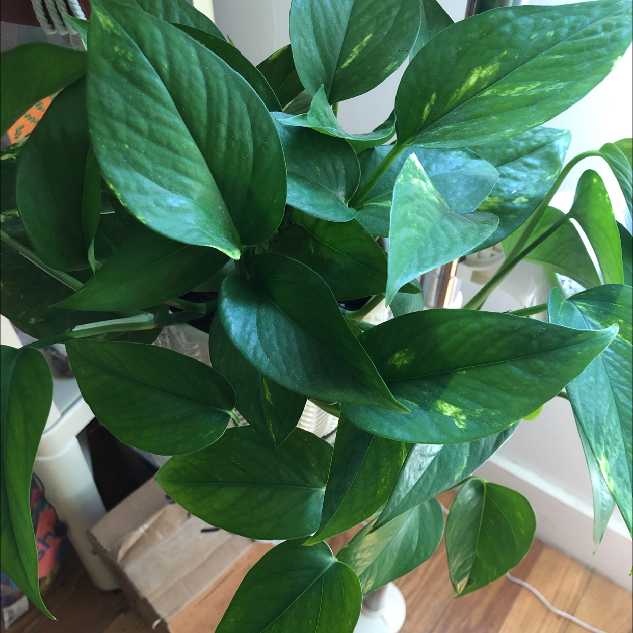 Taro Vine plant photo by @Agatha named Poth on Greg, the plant care app.