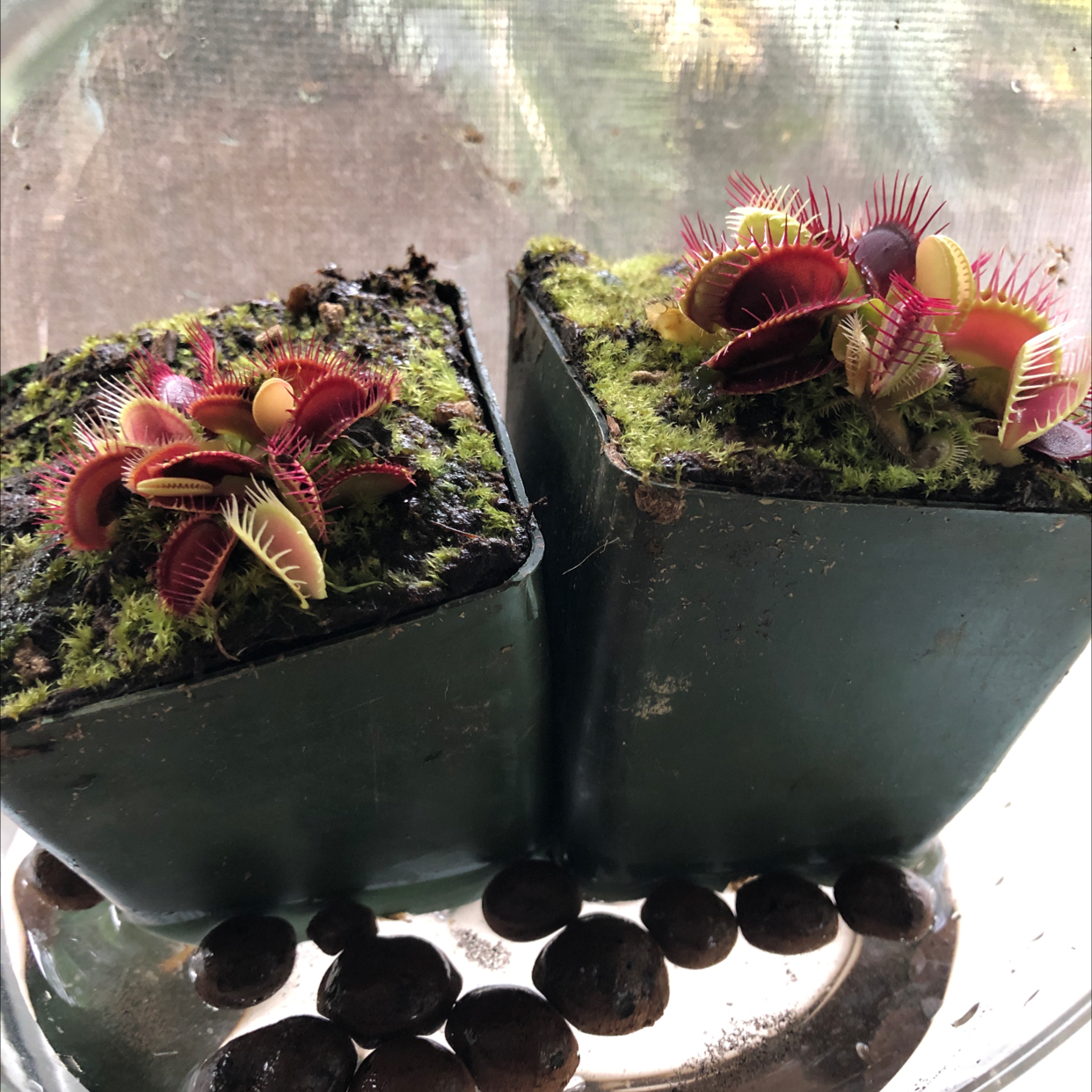 Red Piranha plant photo by @Agatha named Gnat Trap on Greg, the plant care app.