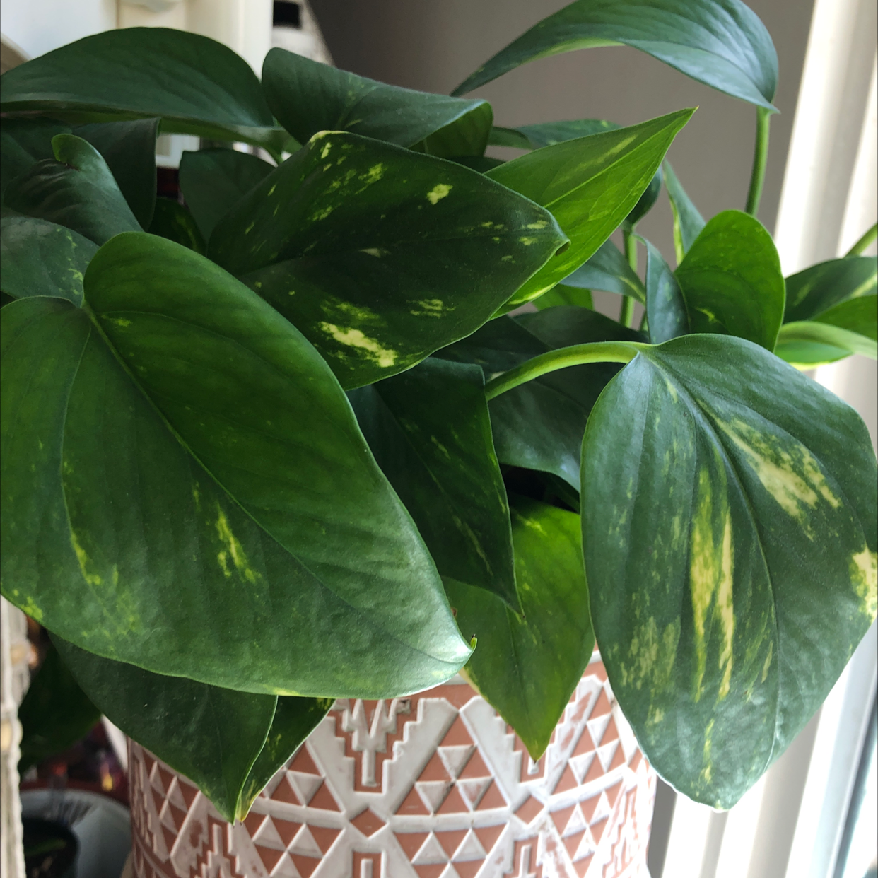 Taro Vine plant photo by @Agatha named Potty on Greg, the plant care app.