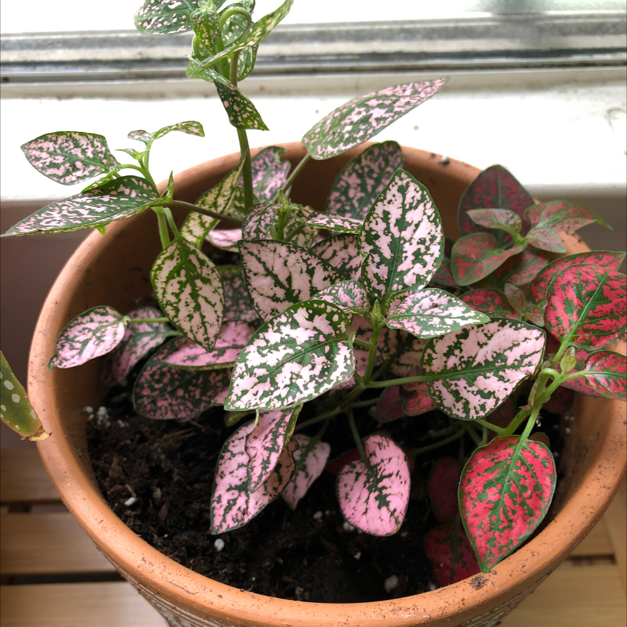 Polka Dot Plant plant photo by @Agatha named Jumi’s Pink Plants on Greg, the plant care app.