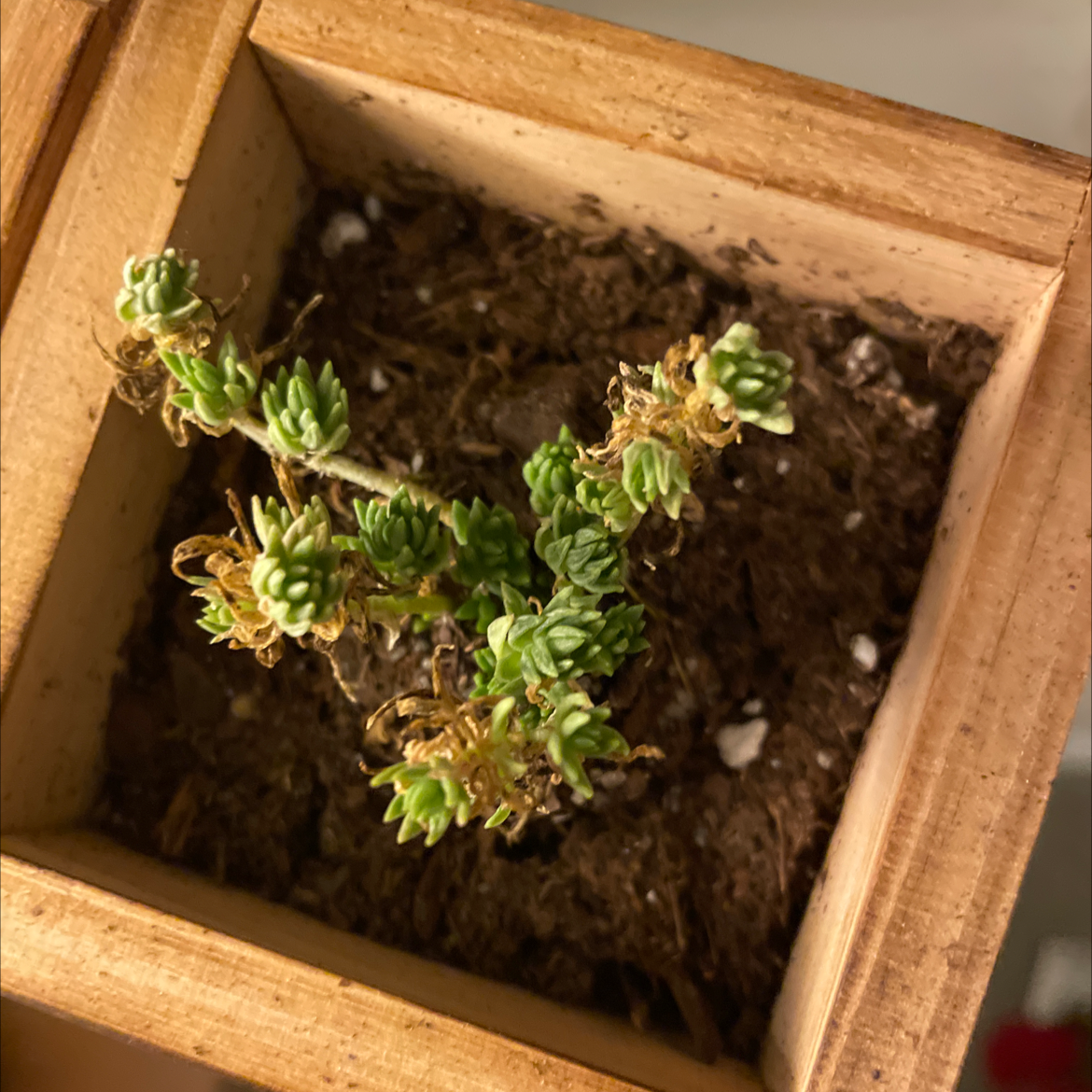 Jenny's Stonecrop plant in a wooden pot with some browning leaves and visible soil.