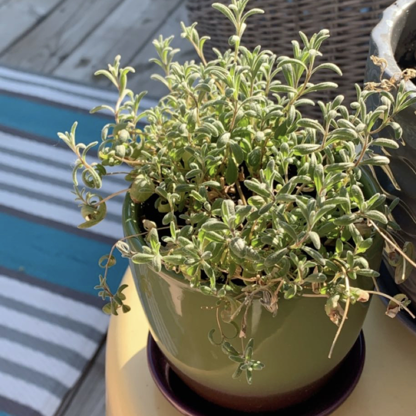 Lavender plant photo by @expiredpeach named urkel grue on Greg, the plant care app.