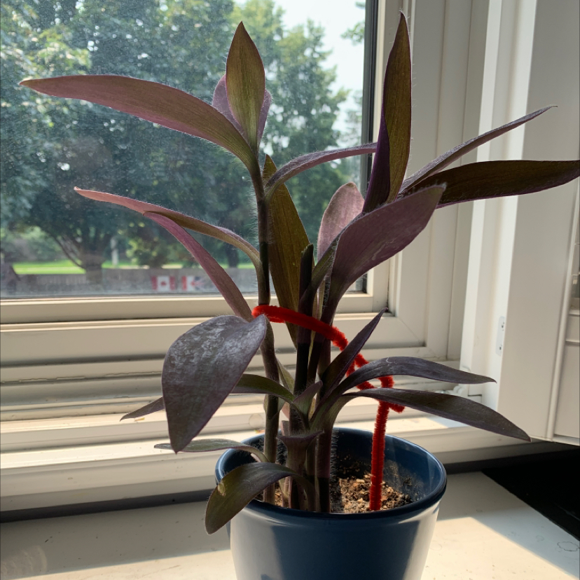 Purple Heart plant photo by @expiredpeach named Sylvia!! on Greg, the plant care app.